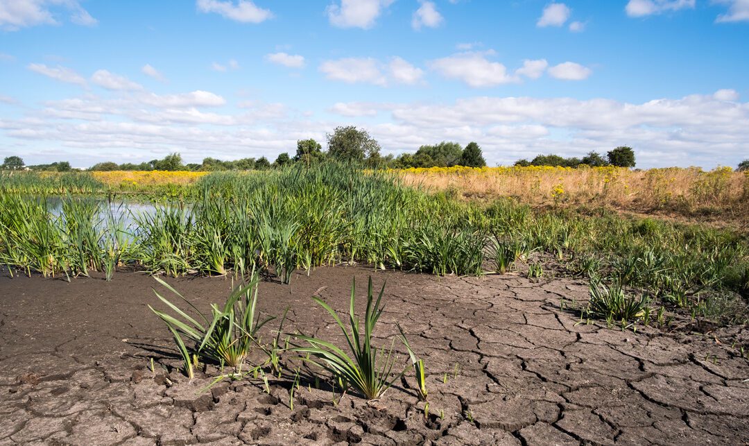 Approaches to Sustainable Agriculture in the Face of Climate Change